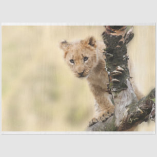 Lion Cub Decoupage Tissue Paper