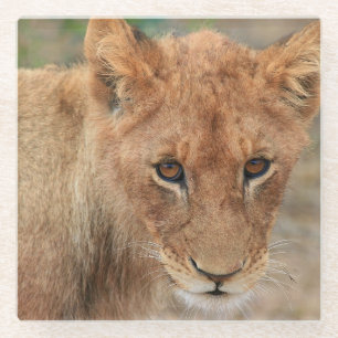 Lion Cub Glass Coaster