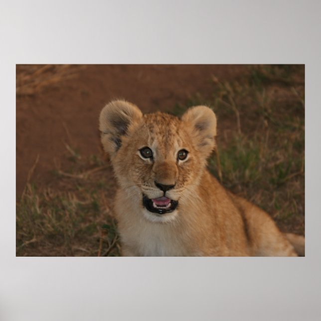 Lion cub in Masai Mara Poster (Front)