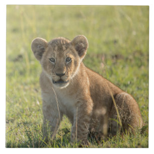 Lion Cub In Natural African Setting Ceramic Tile