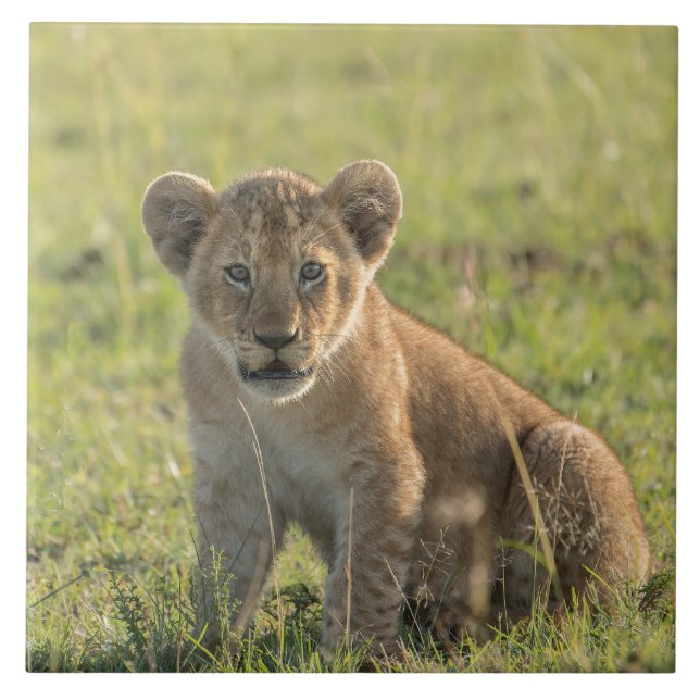 Lion Cub In Natural African Setting Ceramic Tile (Front)