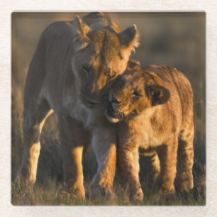 Lion Cub & Mother Glass Coaster