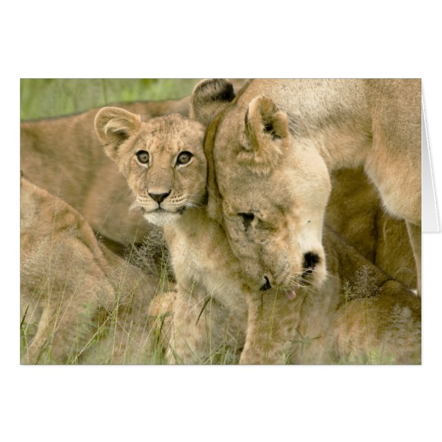 Lion Cub Nuzzling with it's Mother (Front Horizontal)
