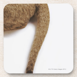 Lion cub (Panthera leo) against white Coaster
