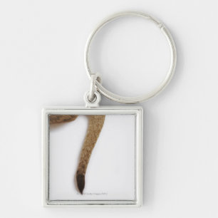 Lion cub (Panthera leo) against white Key Ring