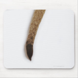 Lion cub (Panthera leo) against white Mouse Pad