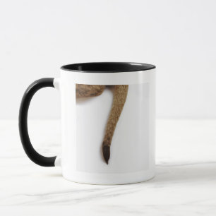 Lion cub (Panthera leo) against white Mug