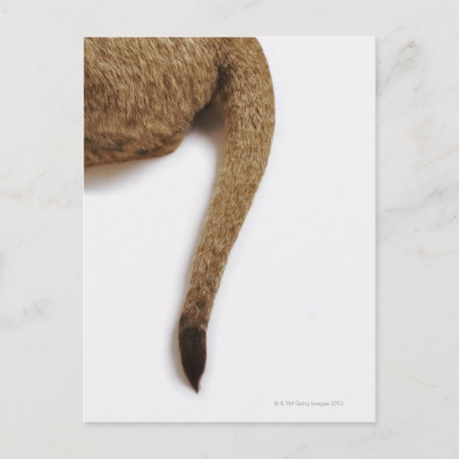 Lion cub (Panthera leo) against white Postcard (Front)