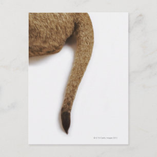 Lion cub (Panthera leo) against white Postcard