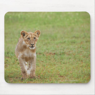 lion cub, Panthera leo, Kgalagadi Transfrontier Mouse Pad