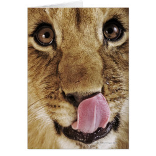 Lion cub (Panthera leo) licking nose, close-up