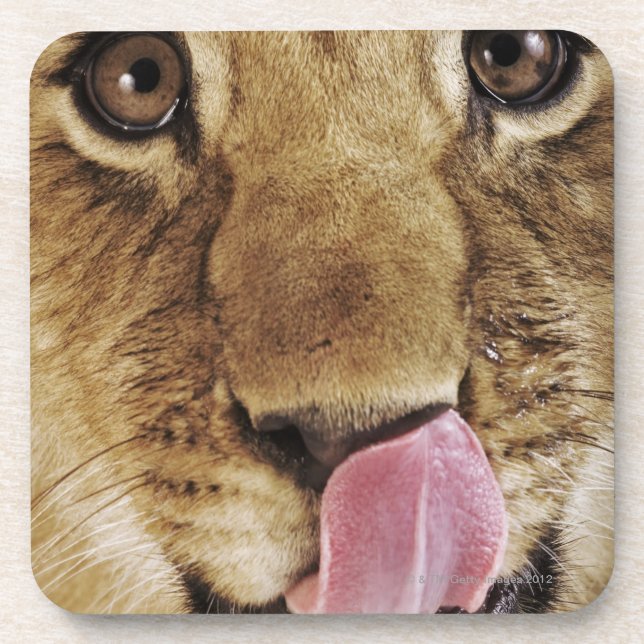 Lion cub (Panthera leo) licking nose, close-up Coaster (Front)