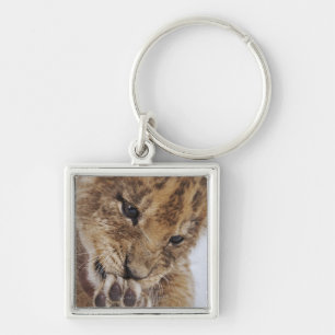 Lion cub (Panthera leo) licking paw, close-up Key Ring