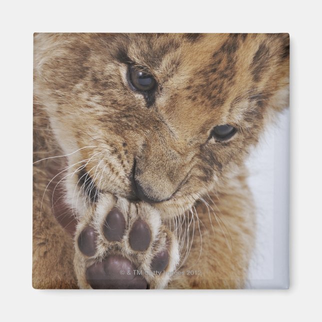 Lion cub (Panthera leo) licking paw, close-up Magnet (Front)