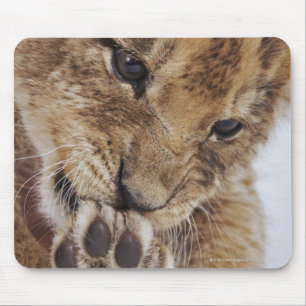 Lion cub (Panthera leo) licking paw, close-up Mouse Pad