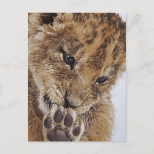 Lion cub (Panthera leo) licking paw, close-up Postcard