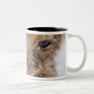 Lion cub (Panthera leo) licking paw, close-up Two-Tone Coffee Mug