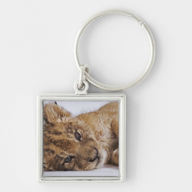 Lion cub (Panthera leo) lying on side, close-up Key Ring (Front)