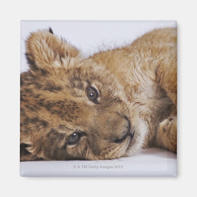 Lion cub (Panthera leo) lying on side, close-up Magnet (Front)