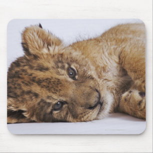 Lion cub (Panthera leo) lying on side, close-up Mouse Pad