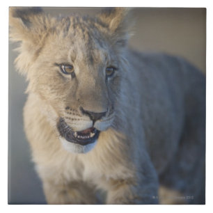 Lion Cub (Panthera Leo) Namibia Ceramic Tile