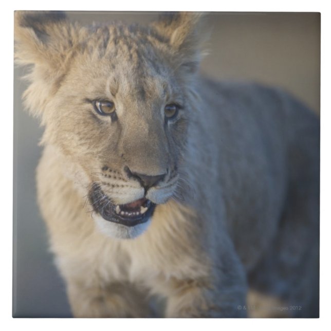 Lion Cub (Panthera Leo) | Namibia Ceramic Tile (Front)