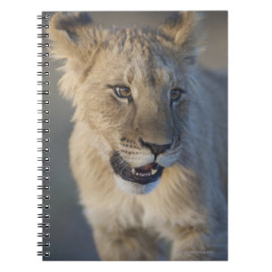 Lion Cub (Panthera Leo) Namibia Notebook