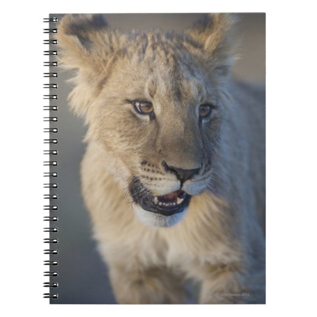 Lion Cub (Panthera Leo) | Namibia Notebook (Front)