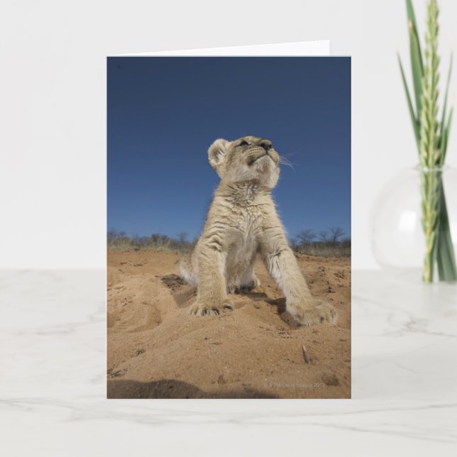 Lion Cub (Panthera Leo) sitting on sand, Namibia Card (Front)