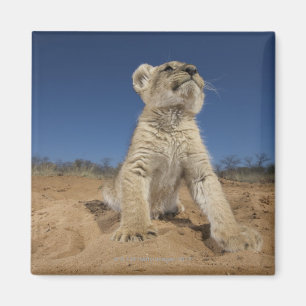 Lion Cub (Panthera Leo) sitting on sand, Namibia Magnet