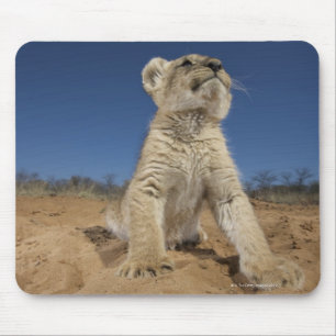 Lion Cub (Panthera Leo) sitting on sand, Namibia Mouse Pad