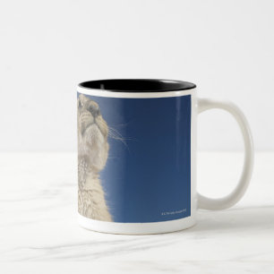 Lion Cub (Panthera Leo) sitting on sand, Namibia Two-Tone Coffee Mug