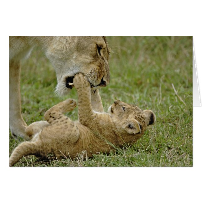 Lion Cub Playing (Front Horizontal)
