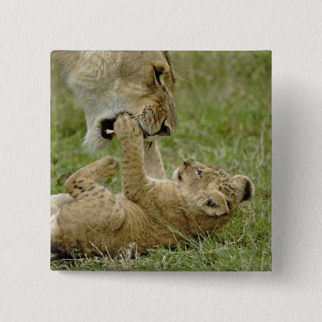 Lion Cub Playing 15 Cm Square Badge (Front)
