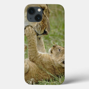 Lion Cub Playing iPhone 13 Case