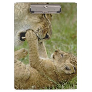 Lion Cub Playing Clipboard