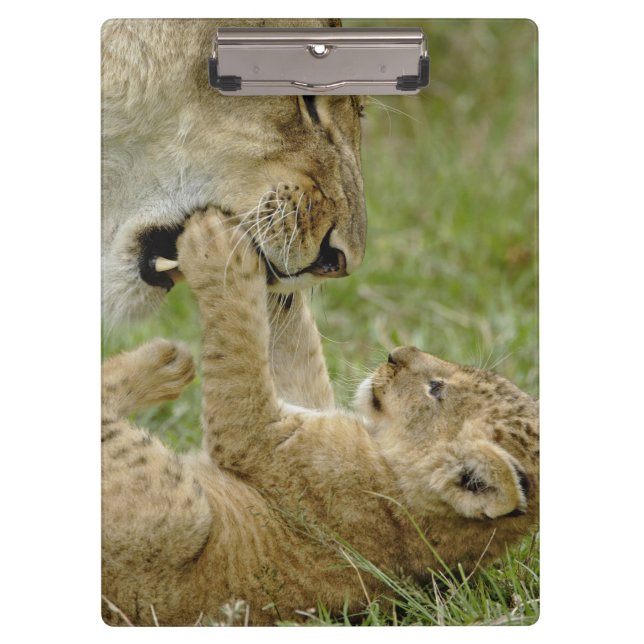 Lion Cub Playing Clipboard (Front)
