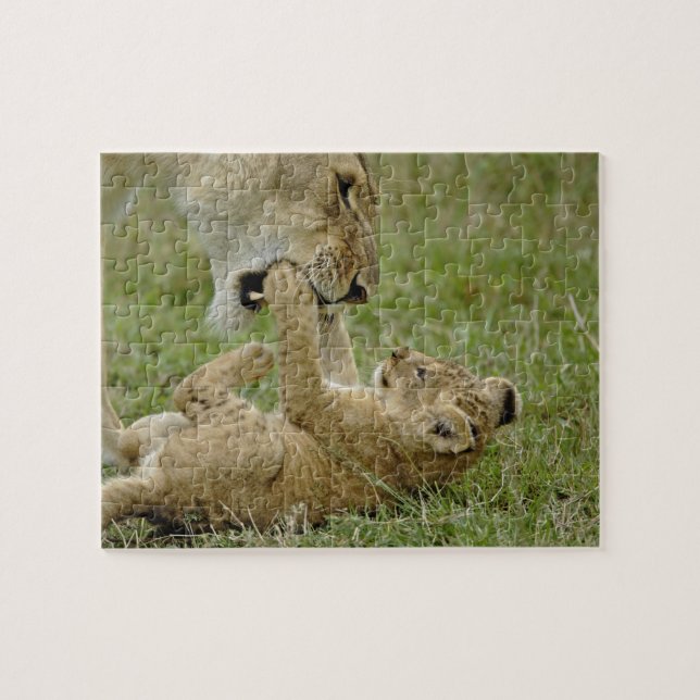 Lion Cub Playing Jigsaw Puzzle (Horizontal)