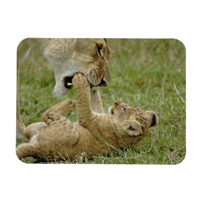 Lion Cub Playing Magnet (Horizontal)