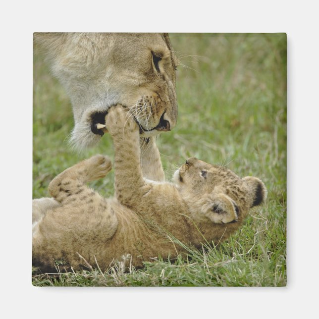 Lion Cub Playing Magnet (Front)