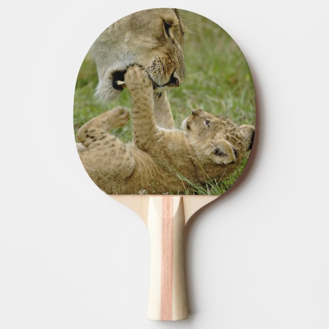 Lion Cub Playing Ping Pong Paddle (Front)