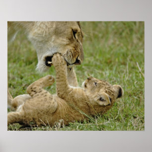 Lion Cub Playing Poster