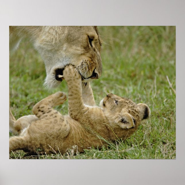 Lion Cub Playing Poster (Front)