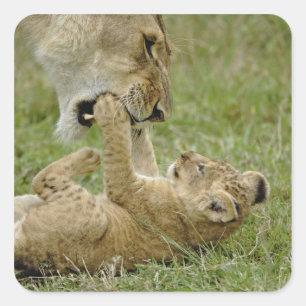 Lion Cub Playing Square Sticker