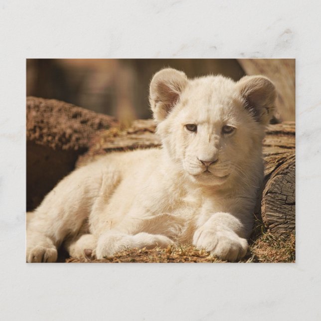 Lion Cub Postcard (Front)