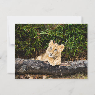 Lion Cub Postcard