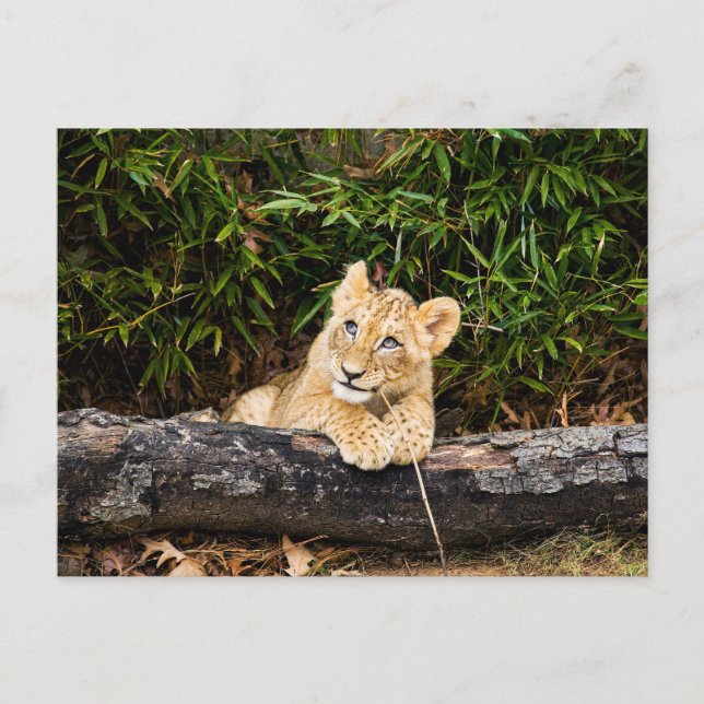 Lion Cub  Postcard (Front)