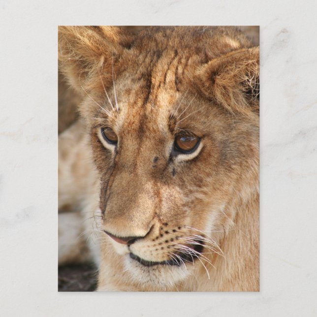 Lion Cub Postcard (Front)