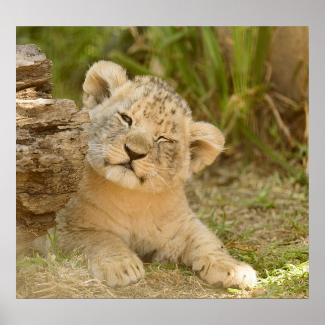 Lion Cub Poster (Front)