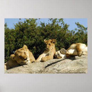 Lion Cub Poster